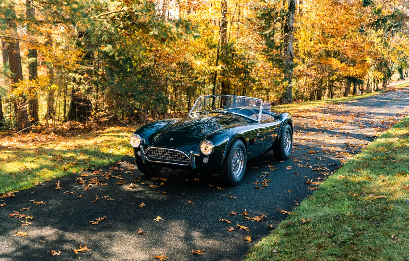 Фото обои Shelby, road, trees, Cobra, sports car, iconic, Shelby Cobra 289