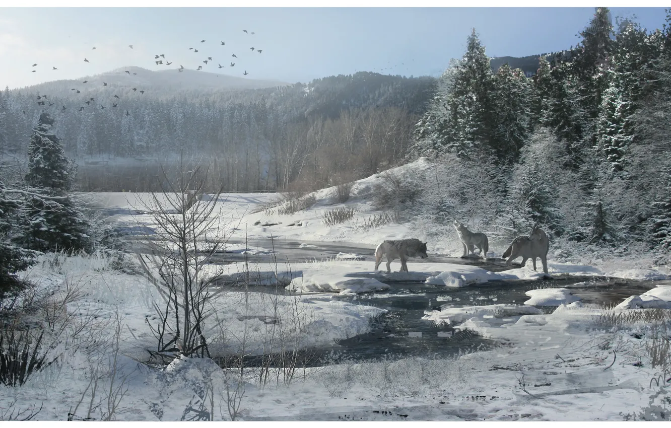 Фото обои зима, лес, снег, ручей, волки