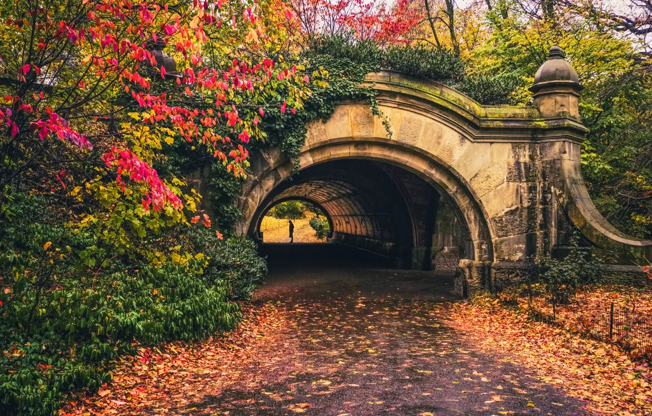 Фото обои осень, листья, деревья, путь, листва, человек, Нью-Йорк, Бруклин