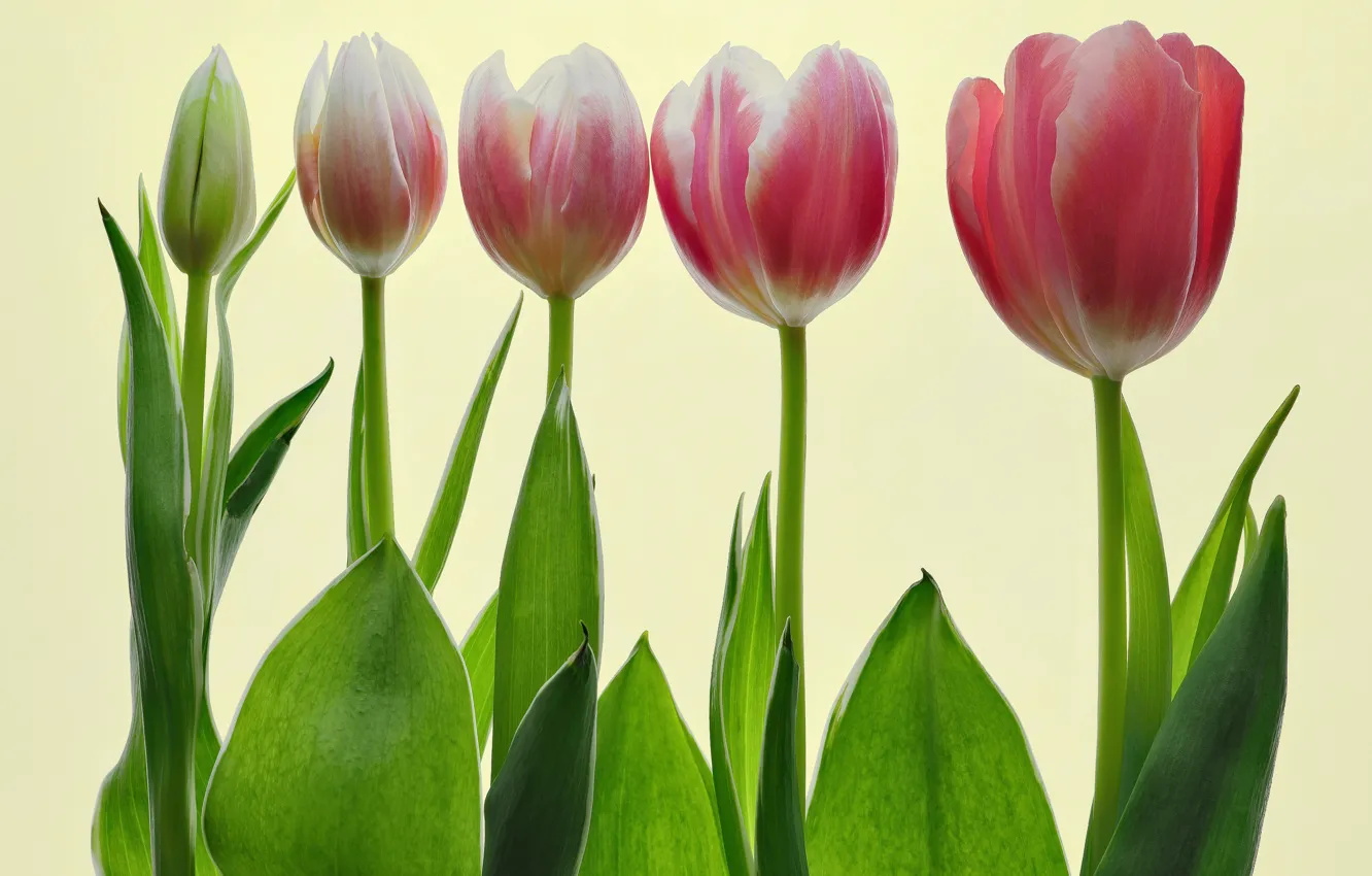 Фото обои тюльпаны, цветение, tulips, bloom, Udo Dittmann