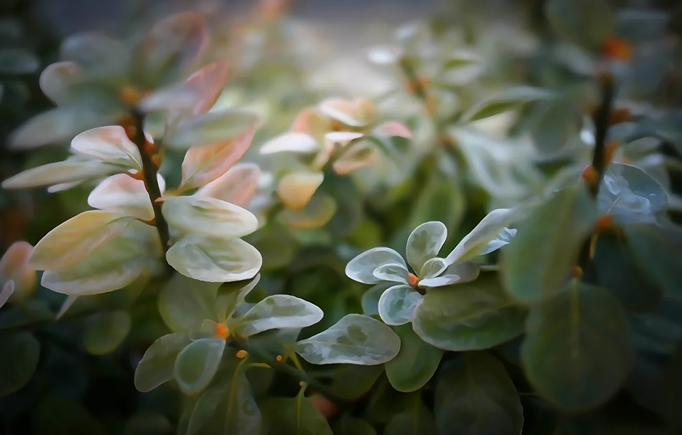 Фото обои зелень, листья, макро, растение