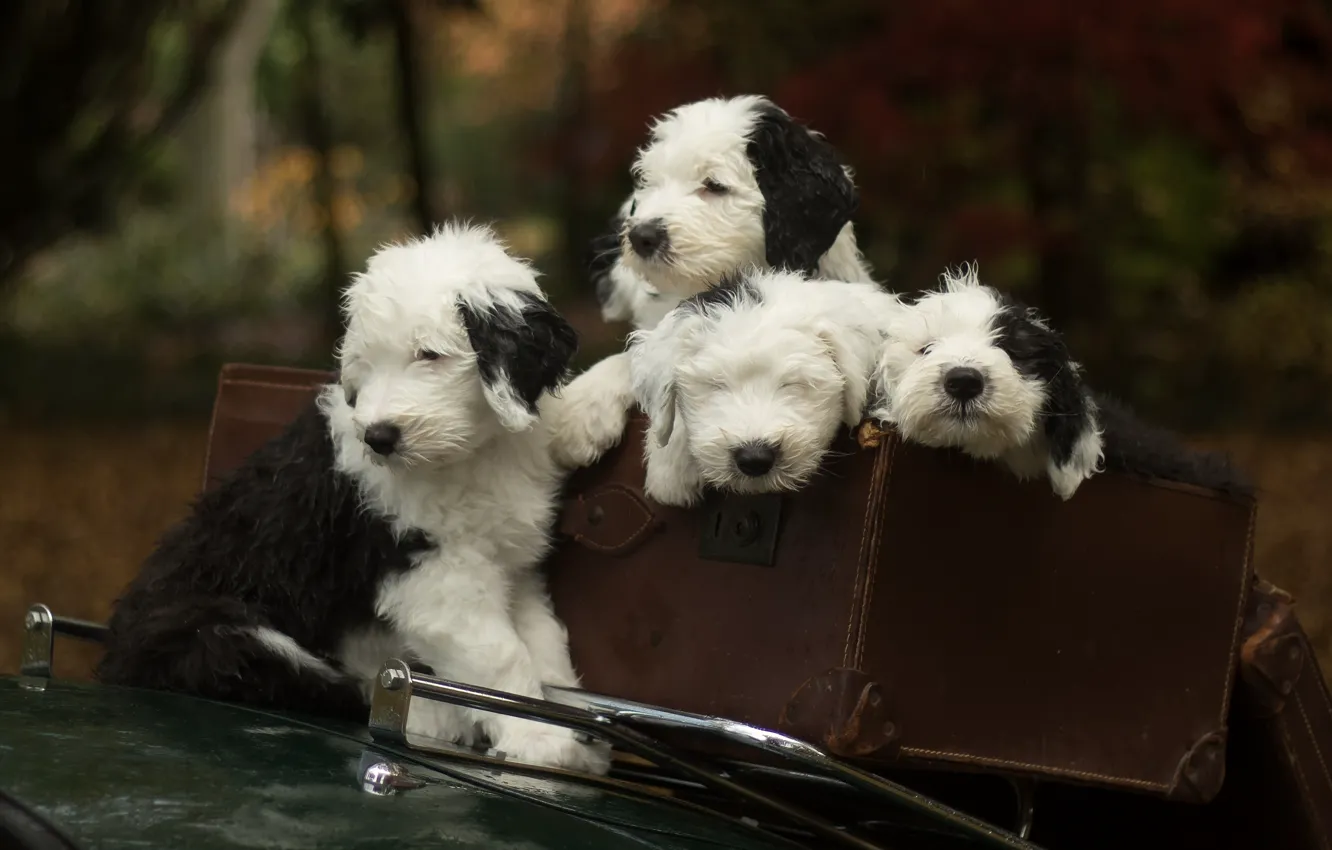 Фото обои собаки, щенки, чемодан, квартет, Бобтейл, Староанглийская овчарка