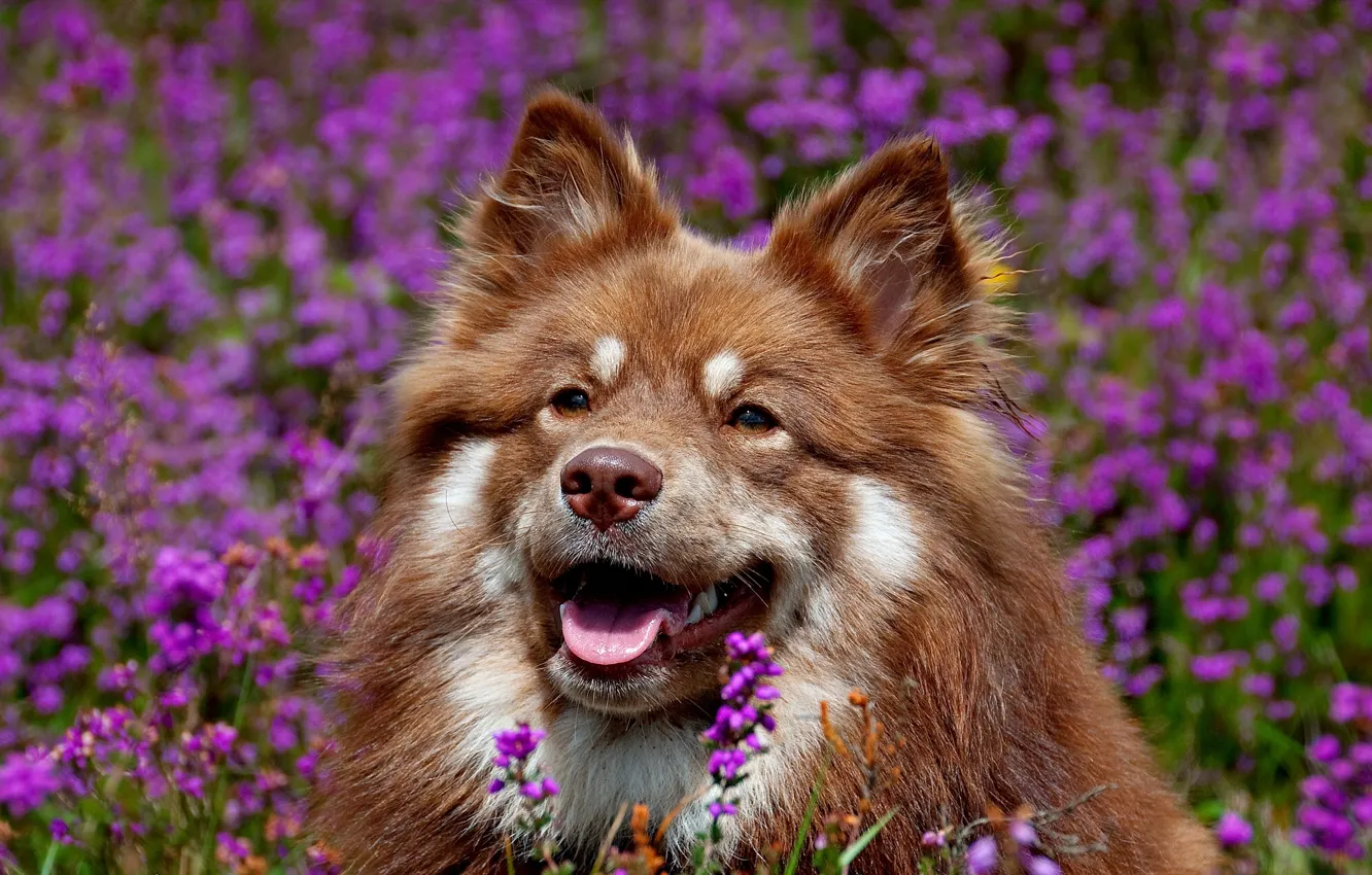Фото обои морда, цветы, собака, Финский лаппхунд