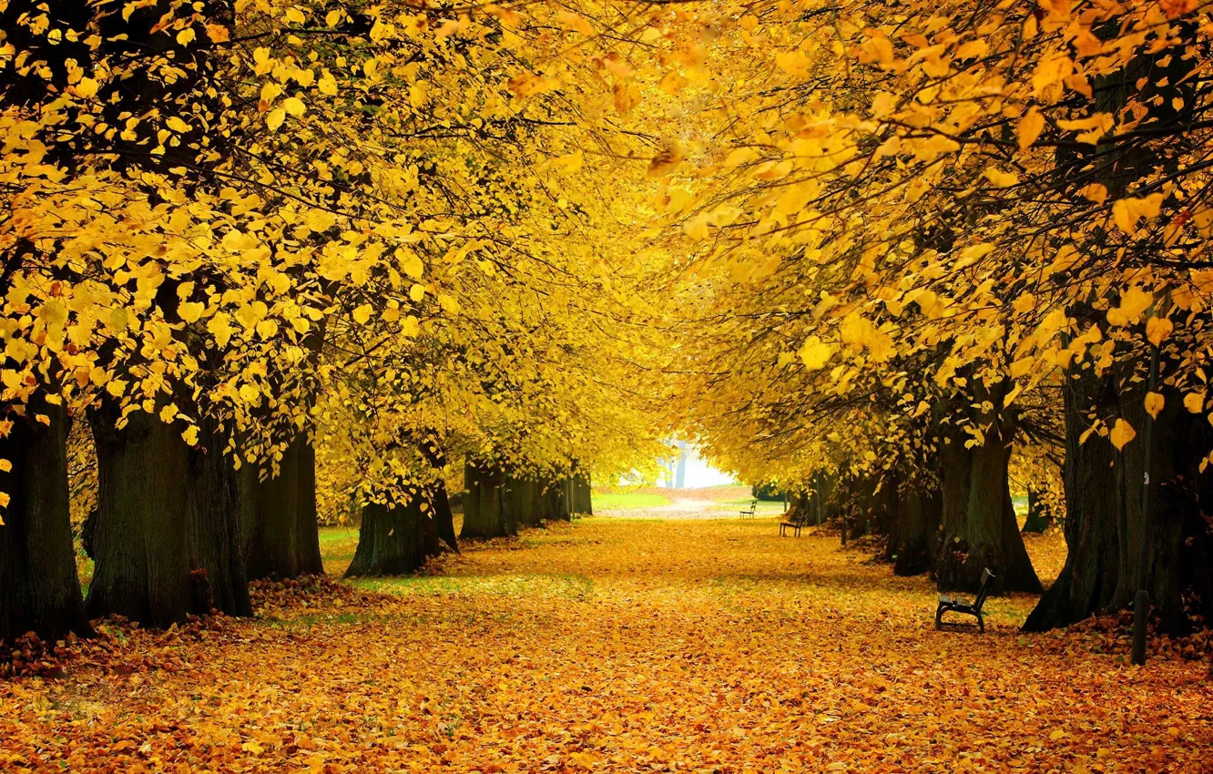 Фото обои дорога, осень, парк, листопад