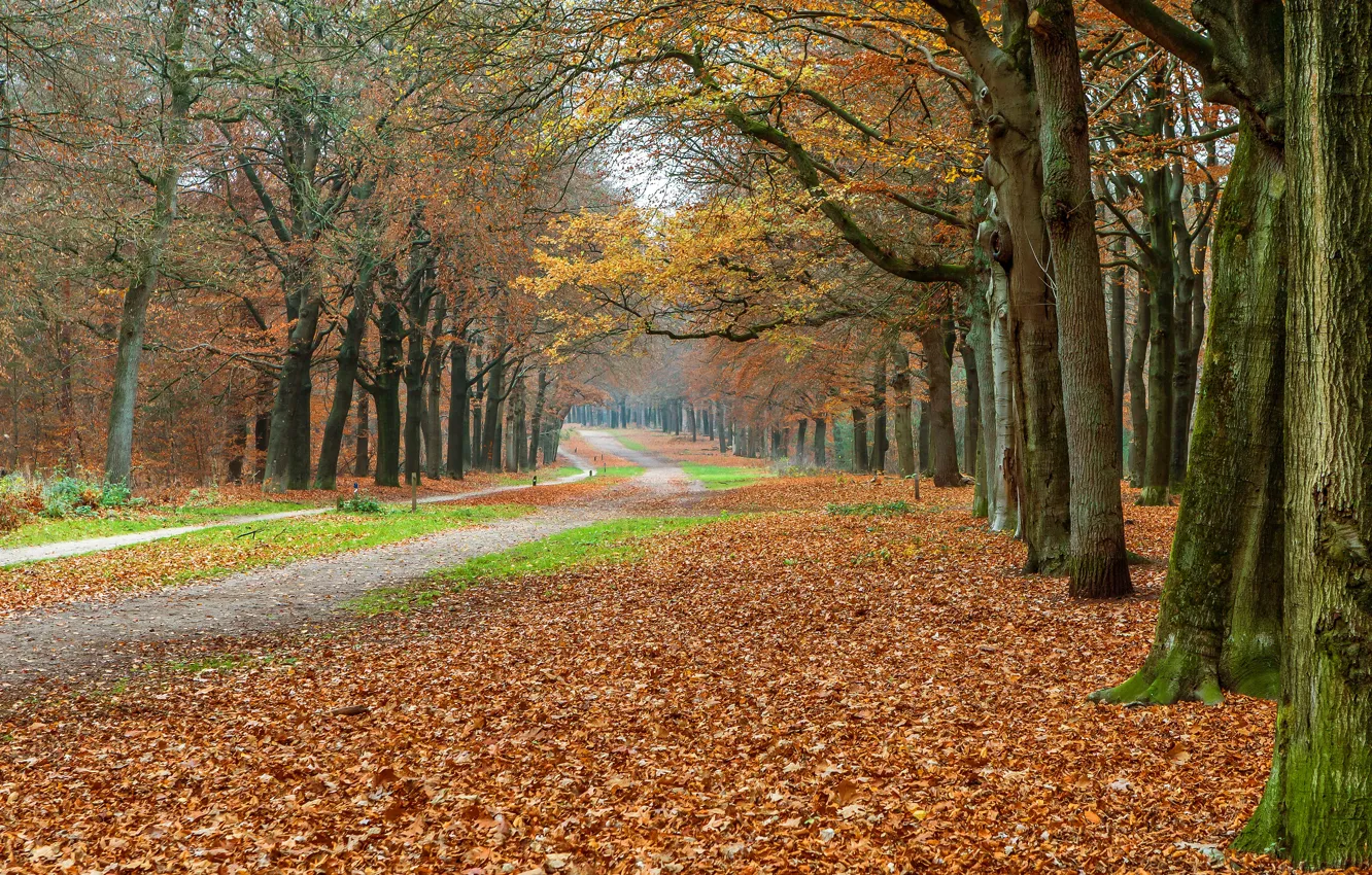Фото обои дорога, осень, листья, деревья, ветки, природа, туман, парк