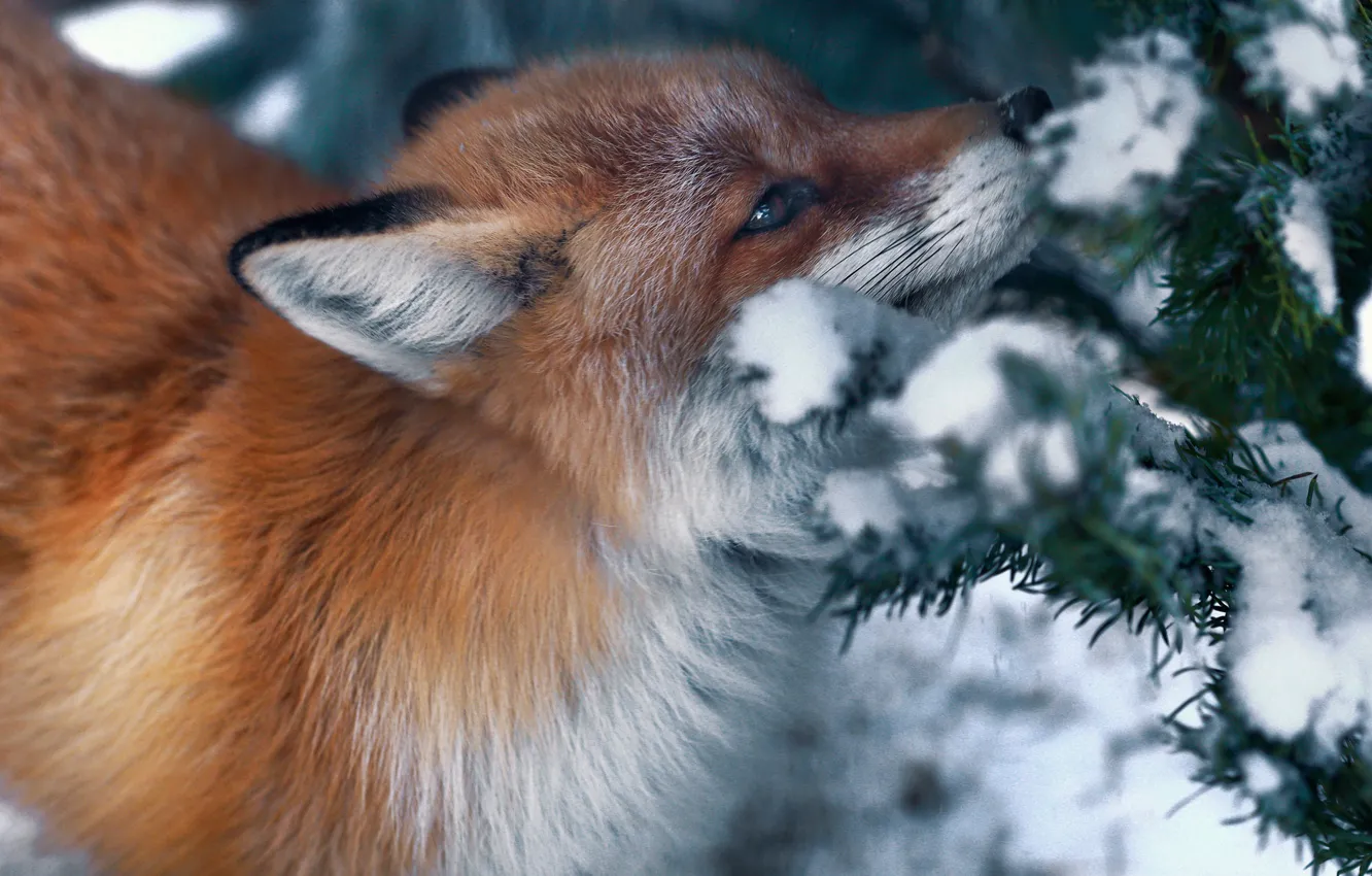 Фото обои зима, снег, природа, животное, лиса, хвоя, лисица, Олег Богданов