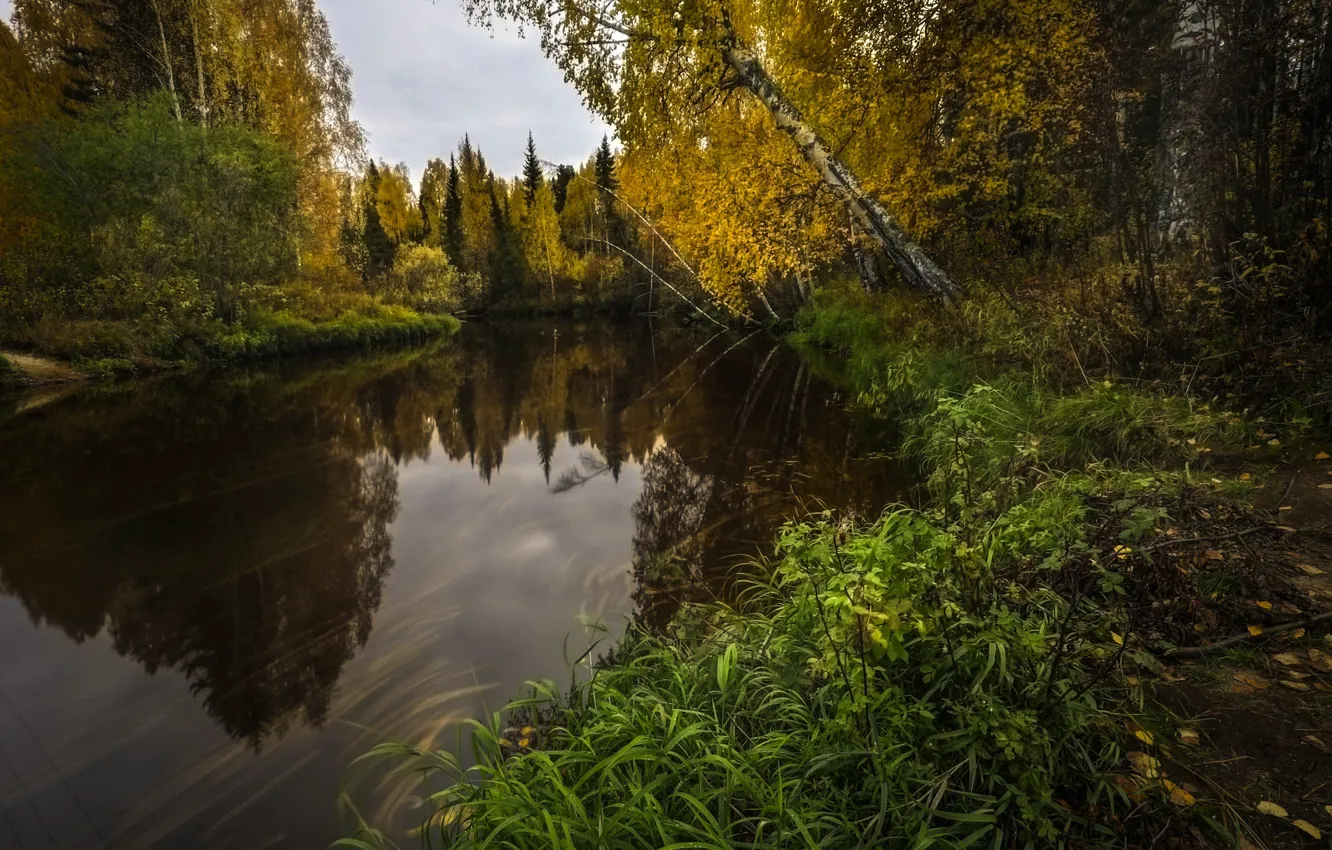Фото обои осень, лес, трава, пейзаж, природа, река, берега