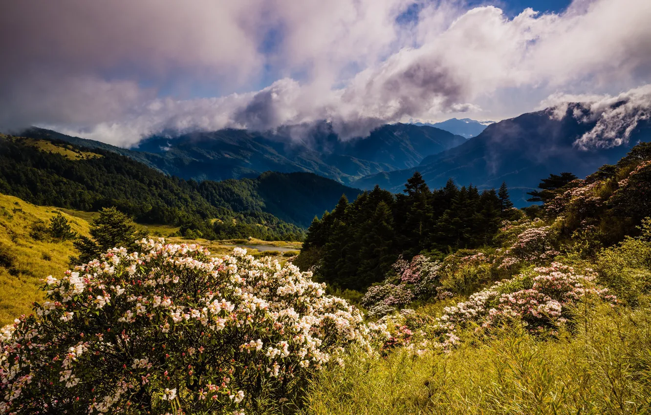 Фото обои лес, облака, цветы, горы, природа, туман, холмы, склоны