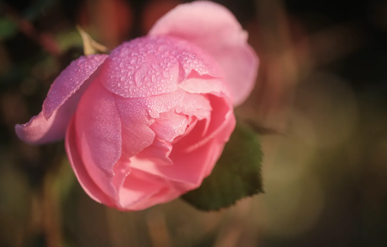 Фото обои капли, макро, розовый, роза, бутон, боке