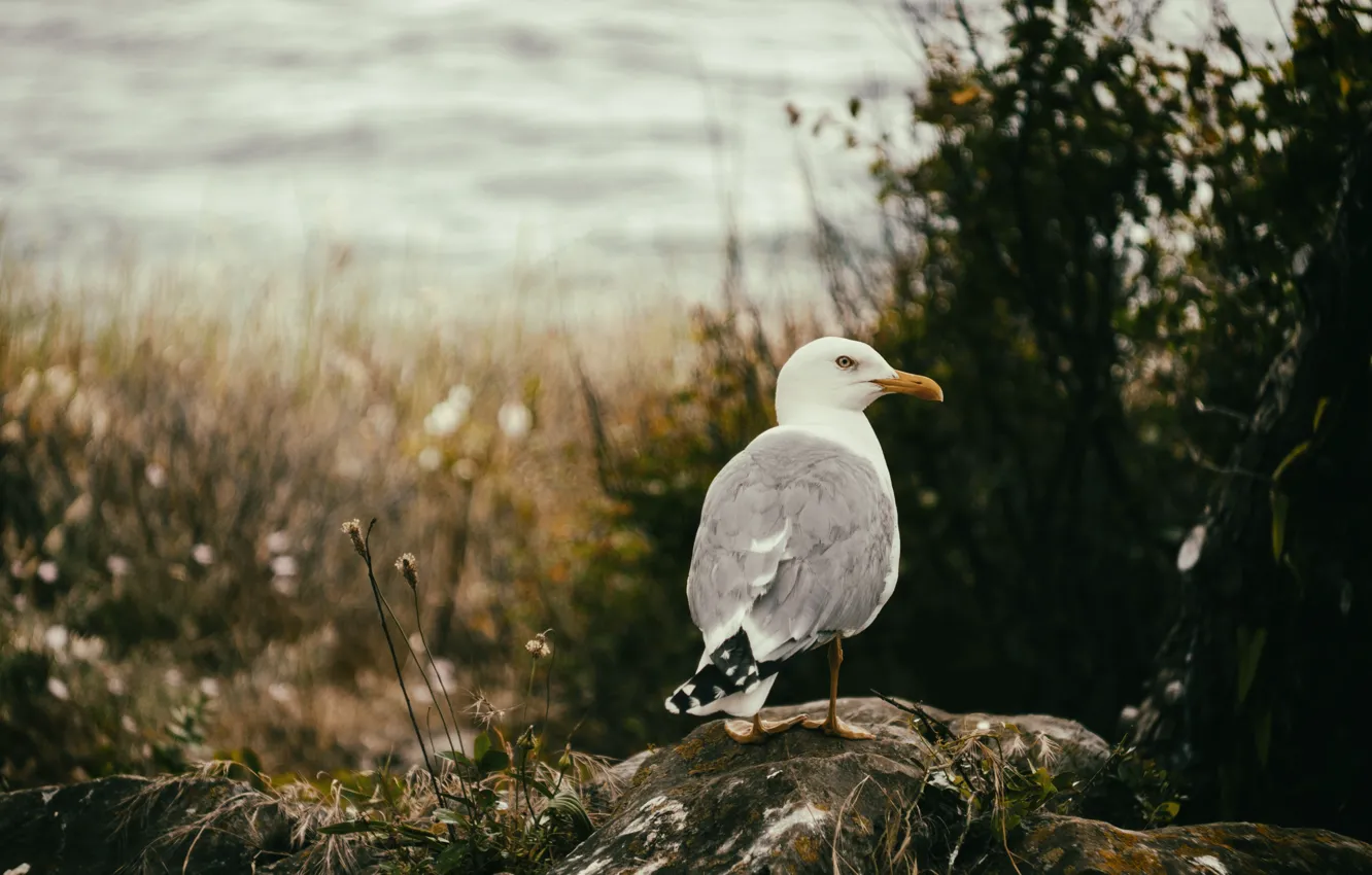 Фото обои sea, bird, seagull