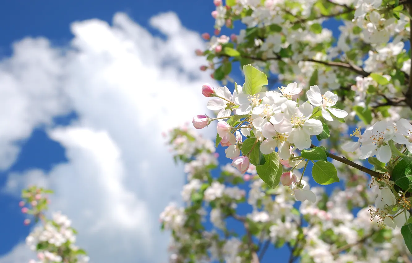Фото обои небо, облака, дерево, цвет, ветка, весна, яблоня