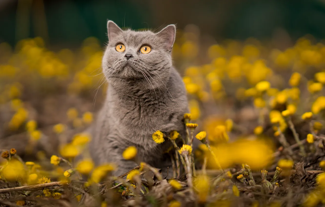 Фото обои кот, цветы, природа, животное, весна, британец, мать-и-мачеха