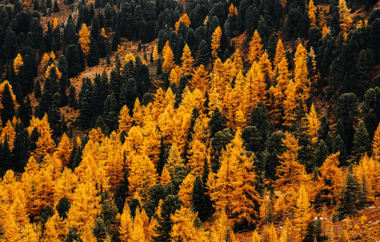 Фото обои forest, trees, pines
