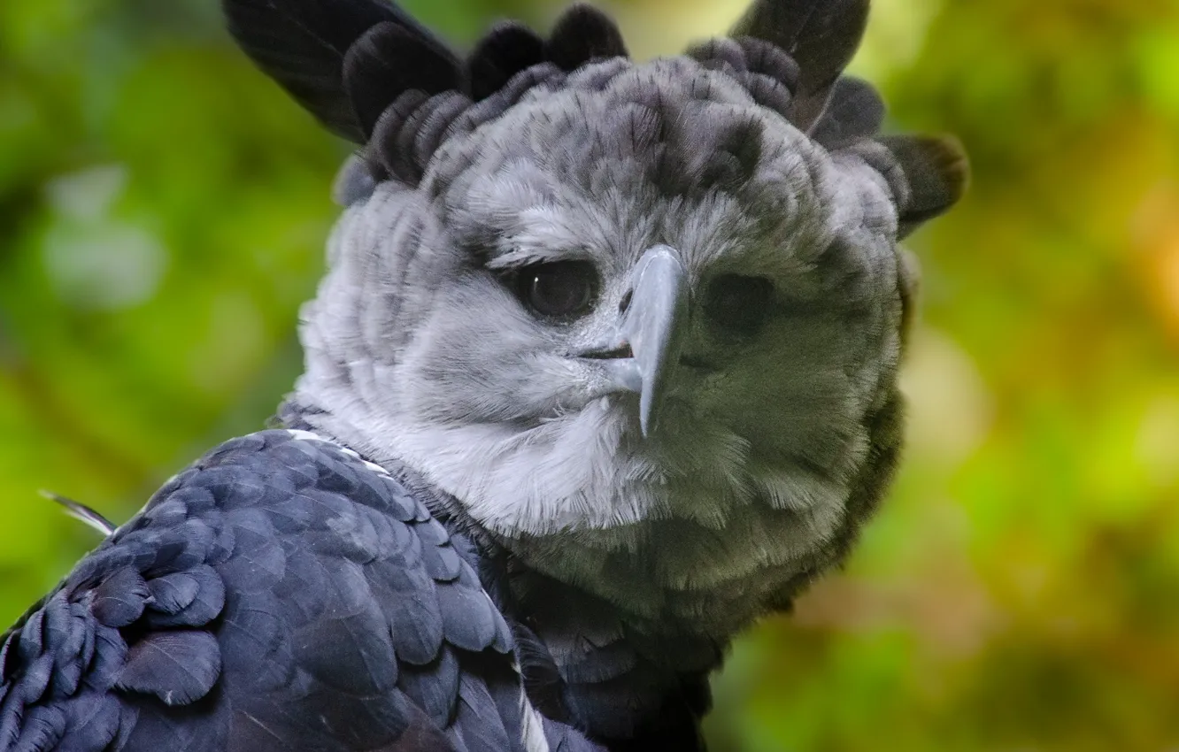 Фото обои raptor, harpy, central america, south america, bird of prey