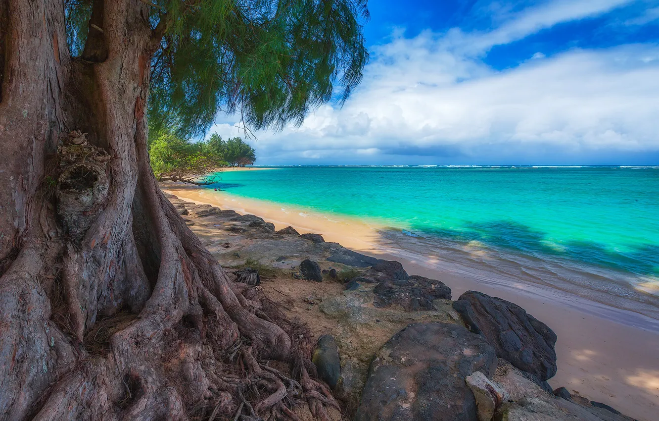 Фото обои море, камни, дерево, Гавайи, США, Калихиваи