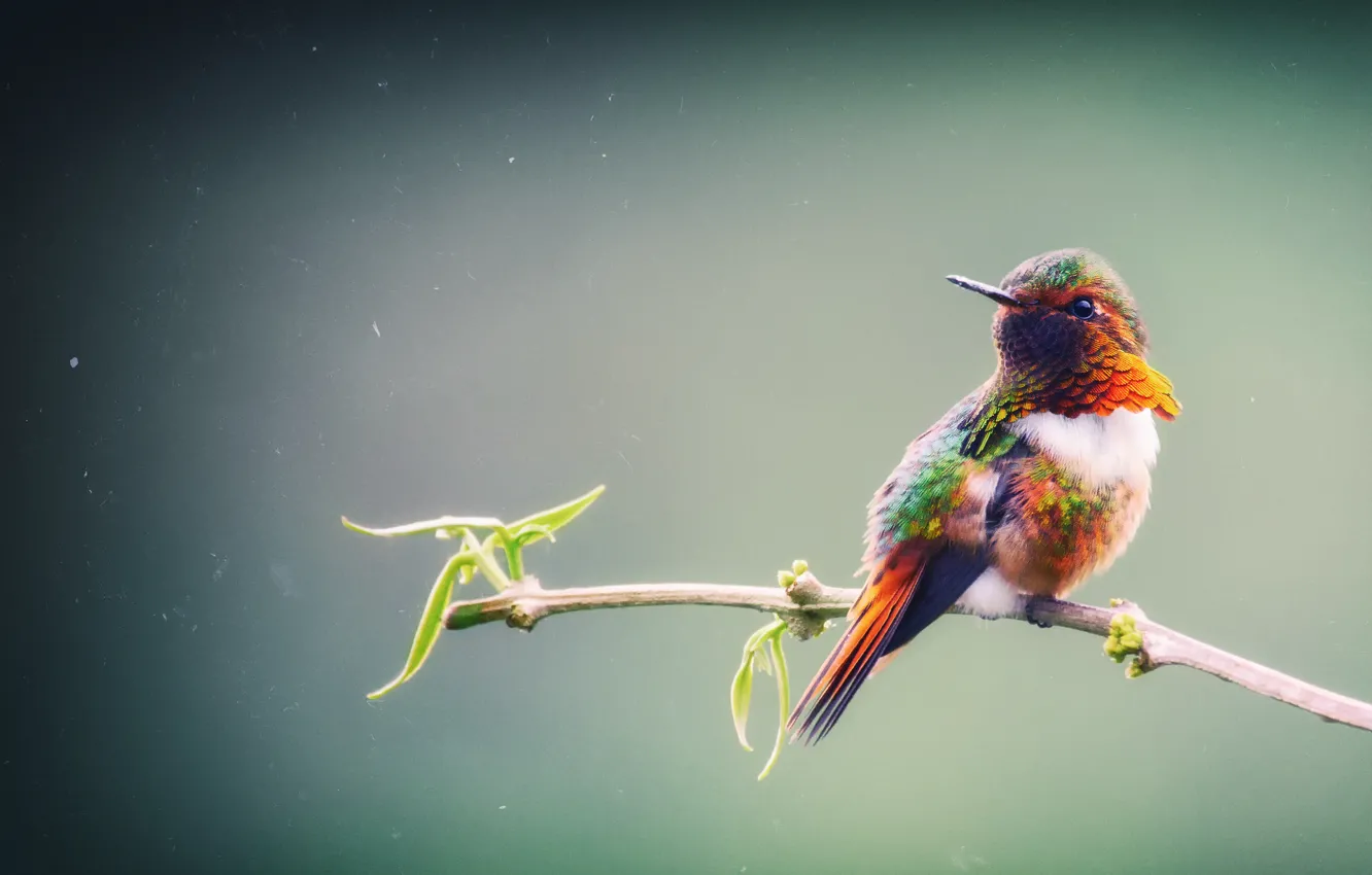 Фото обои ветка, Колибри, Коста-Рика, самый маленький из колибри, scintillant hummingbird, Selasphorus scintilla, мелкая птица