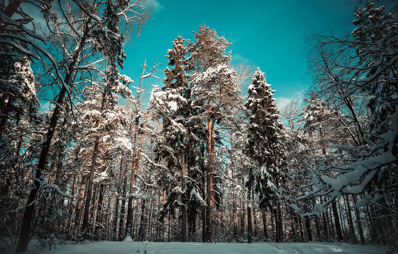 Фото обои зима, лес, снег, деревья, пейзаж, природа, дерево, сугробы