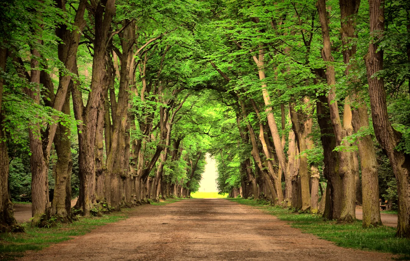 Фото обои деревья, пейзаж, природа, зеленый, green, дороги, road, trees