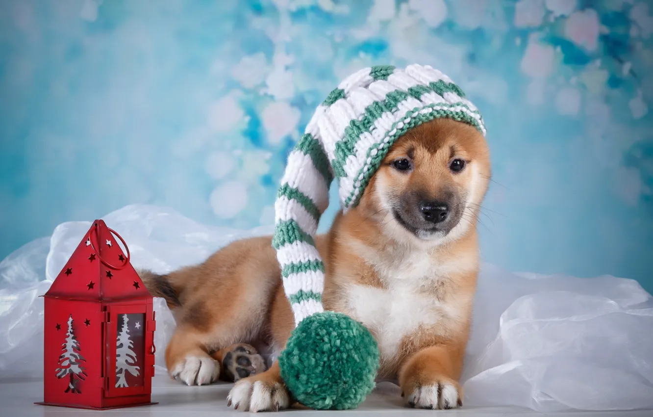 Фото обои шапка, фонарик, щенок, ткань, бубон