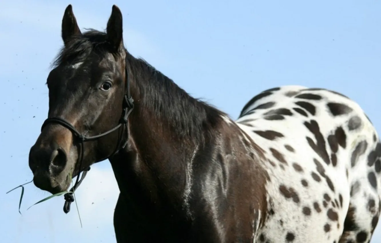 Фото обои animal, horse, native american, nez perce, appaloosa