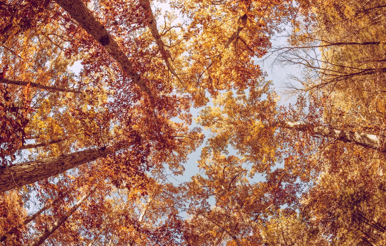 Фото обои осень, листья, деревья, листва, желтые, оранжевые, крона