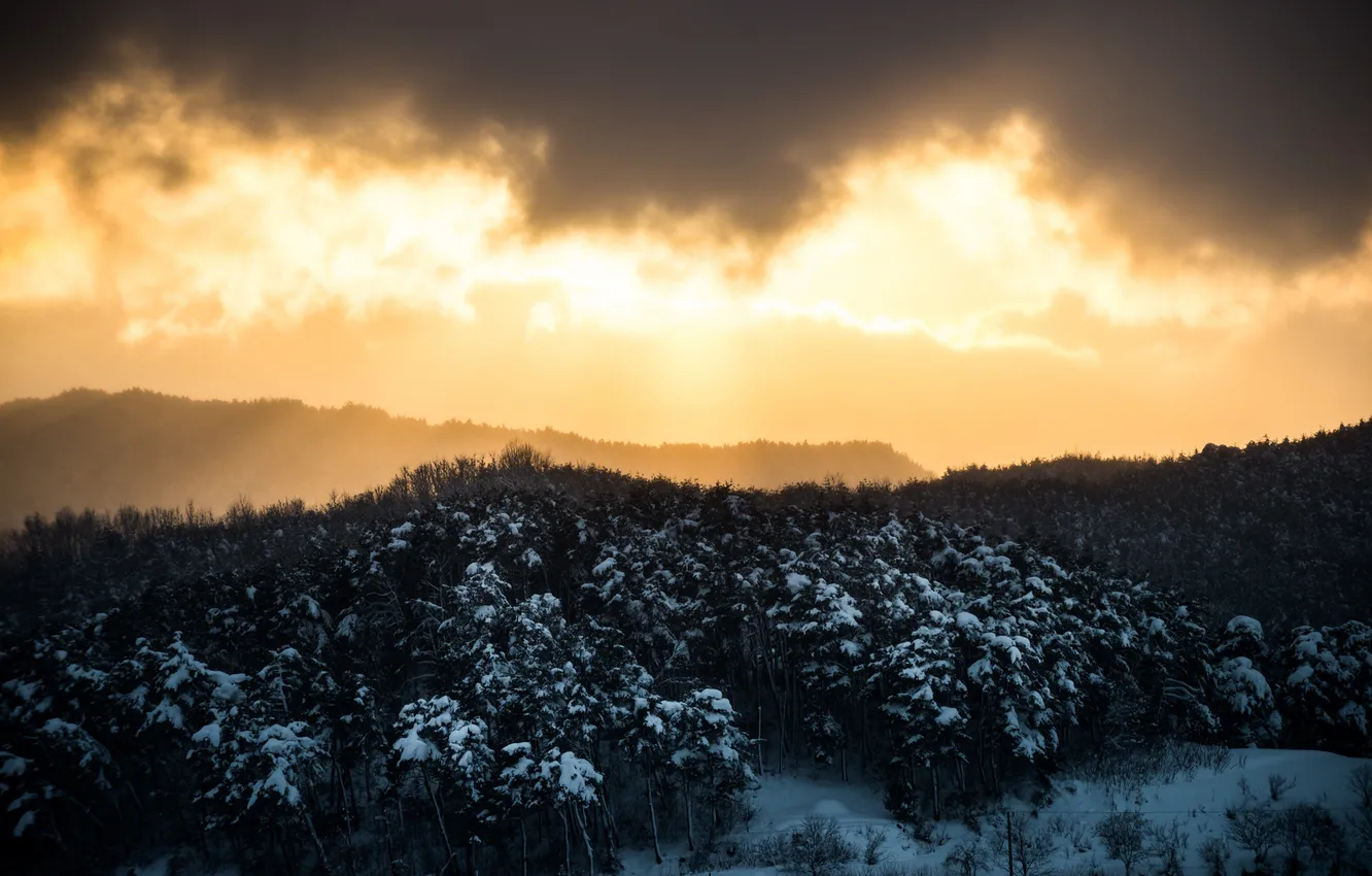 Фото обои зима, лес, небо