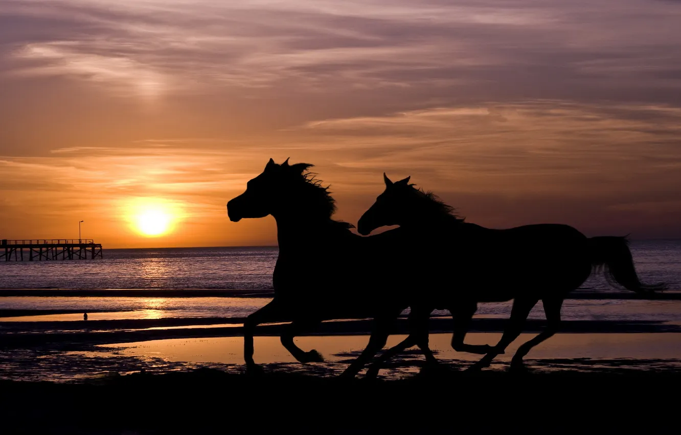 Фото обои море, закат, кони