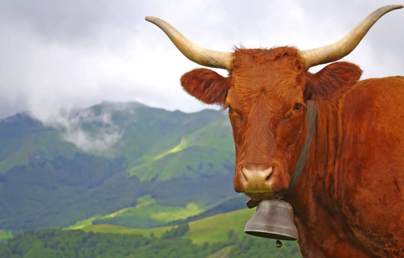Фото обои пейзаж, горы, Франция, корова, рога, колокольчик, Овернь, Канталь