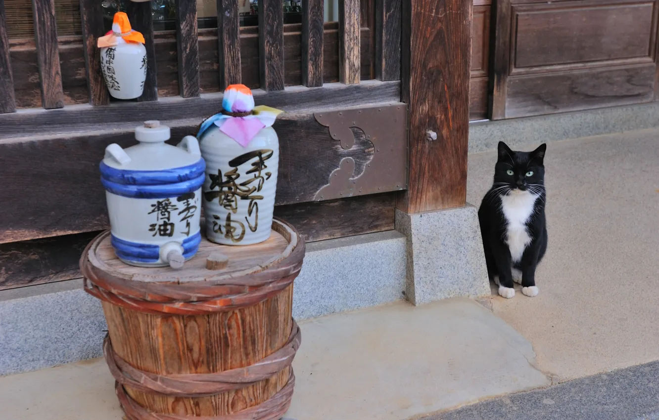 Фото обои Кошка, Япония, саке