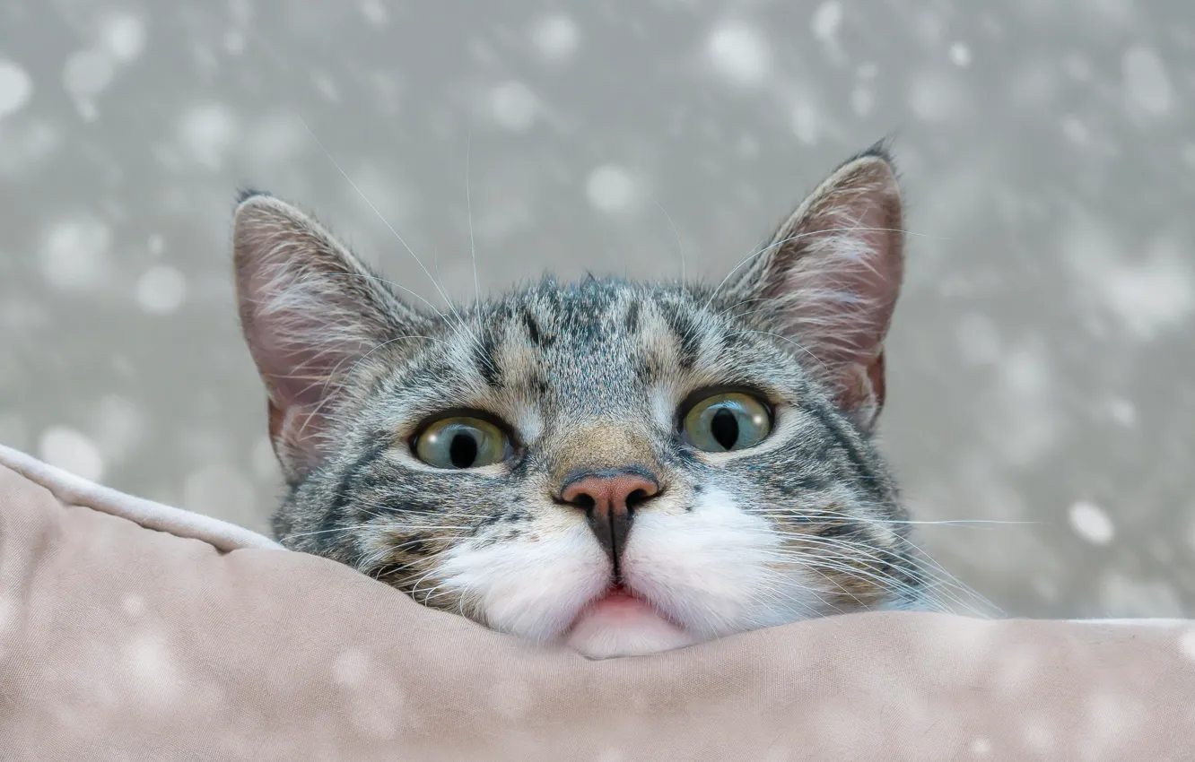 Фото обои кот, морда, подушки, боке