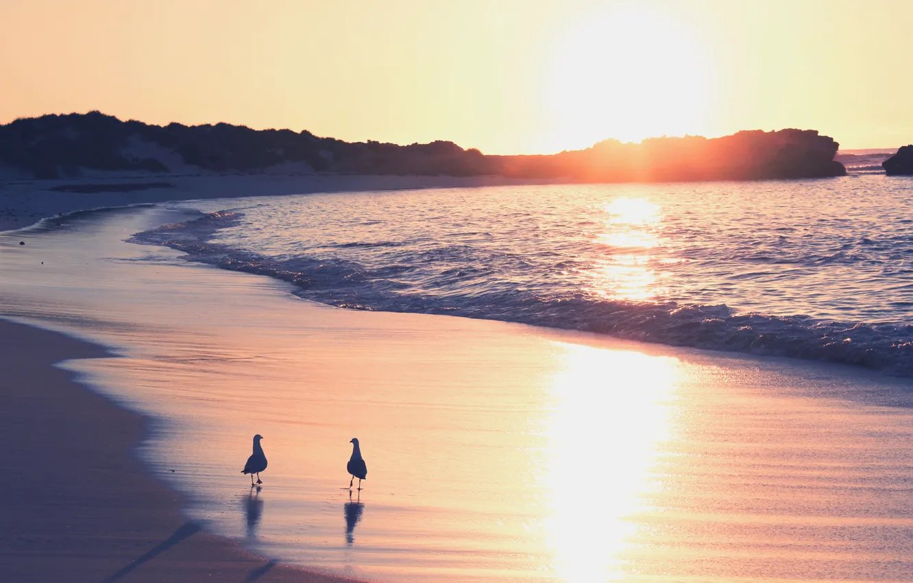 Фото обои песок, море, рассвет, чайки, прибой