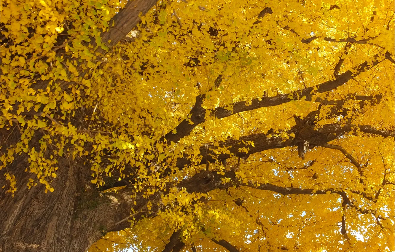 Фото обои Дерево, Осень, Листья, Nature, Fall, Tree, Autumn, Yellow