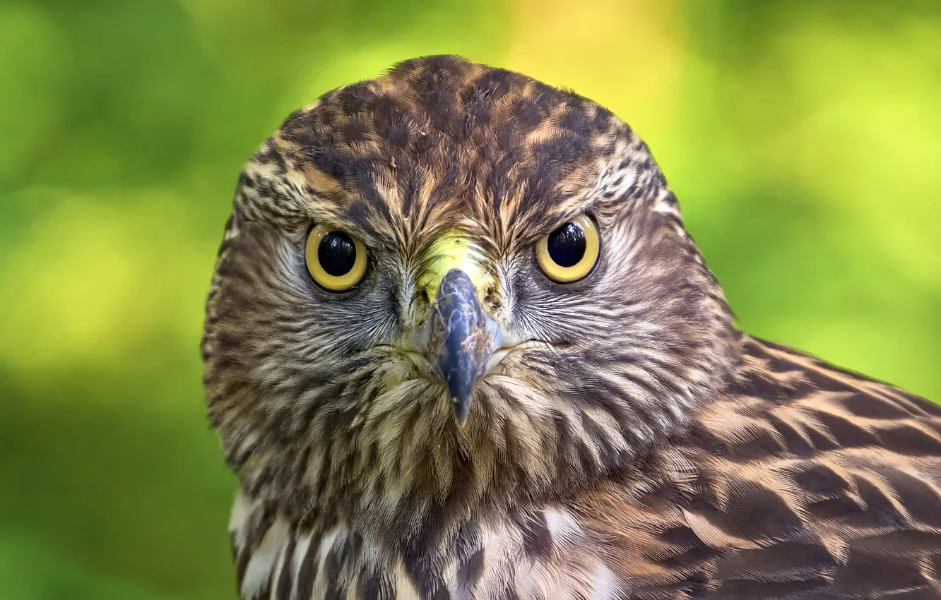 Фото обои bird, look, owl