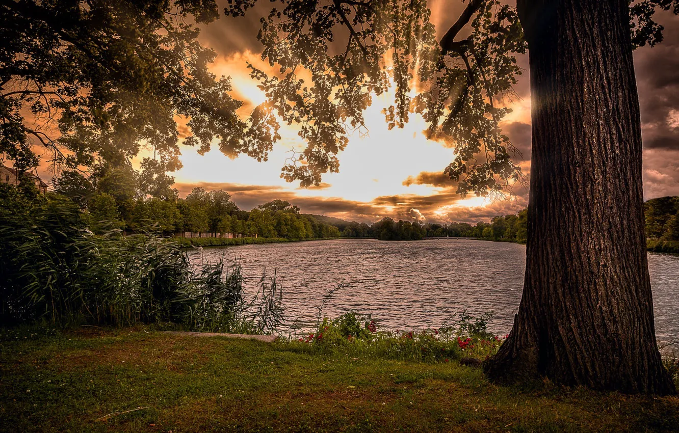 Фото обои озеро, пруд, восход, дерево, рассвет, утро, камыш