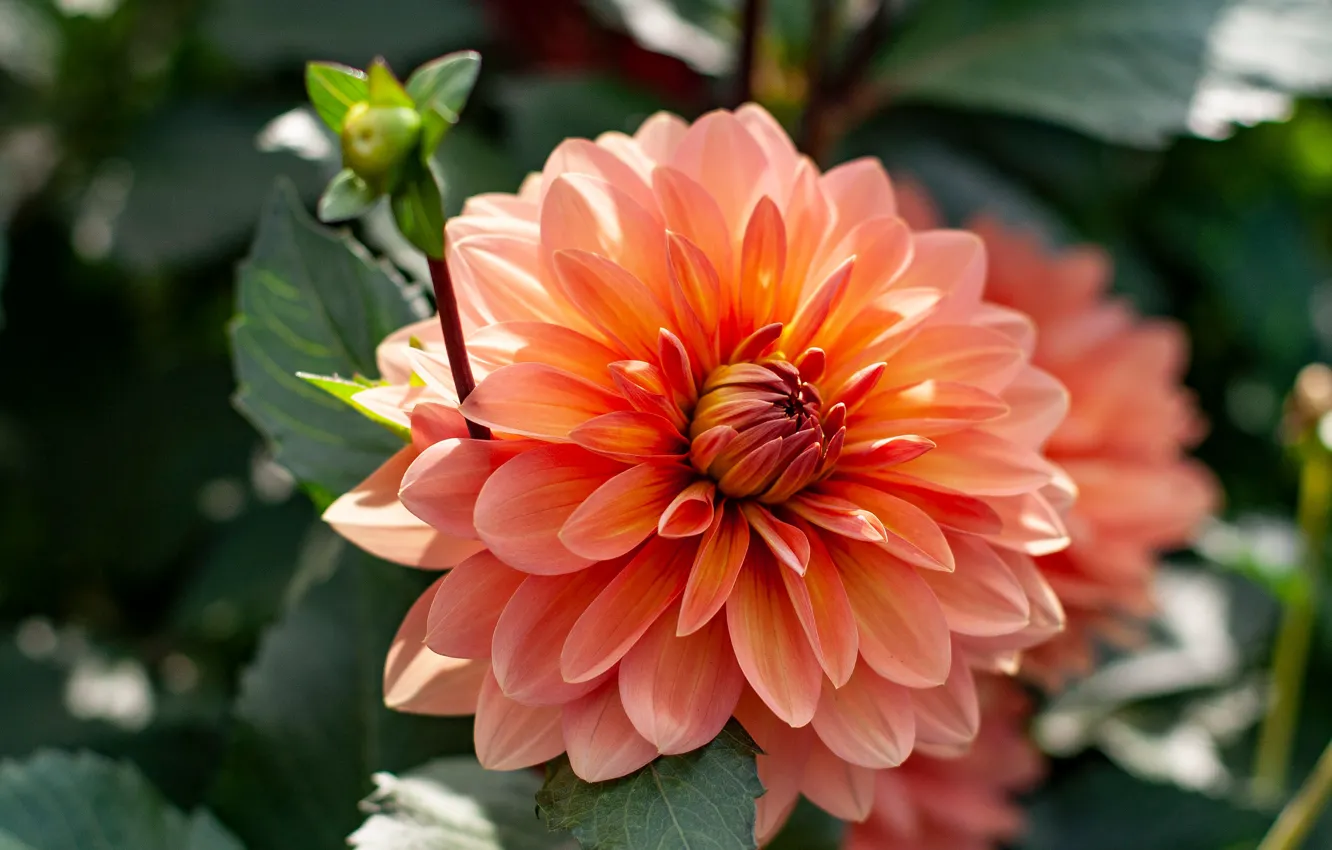 Фото обои цветок, макро, оранжевая, георгина