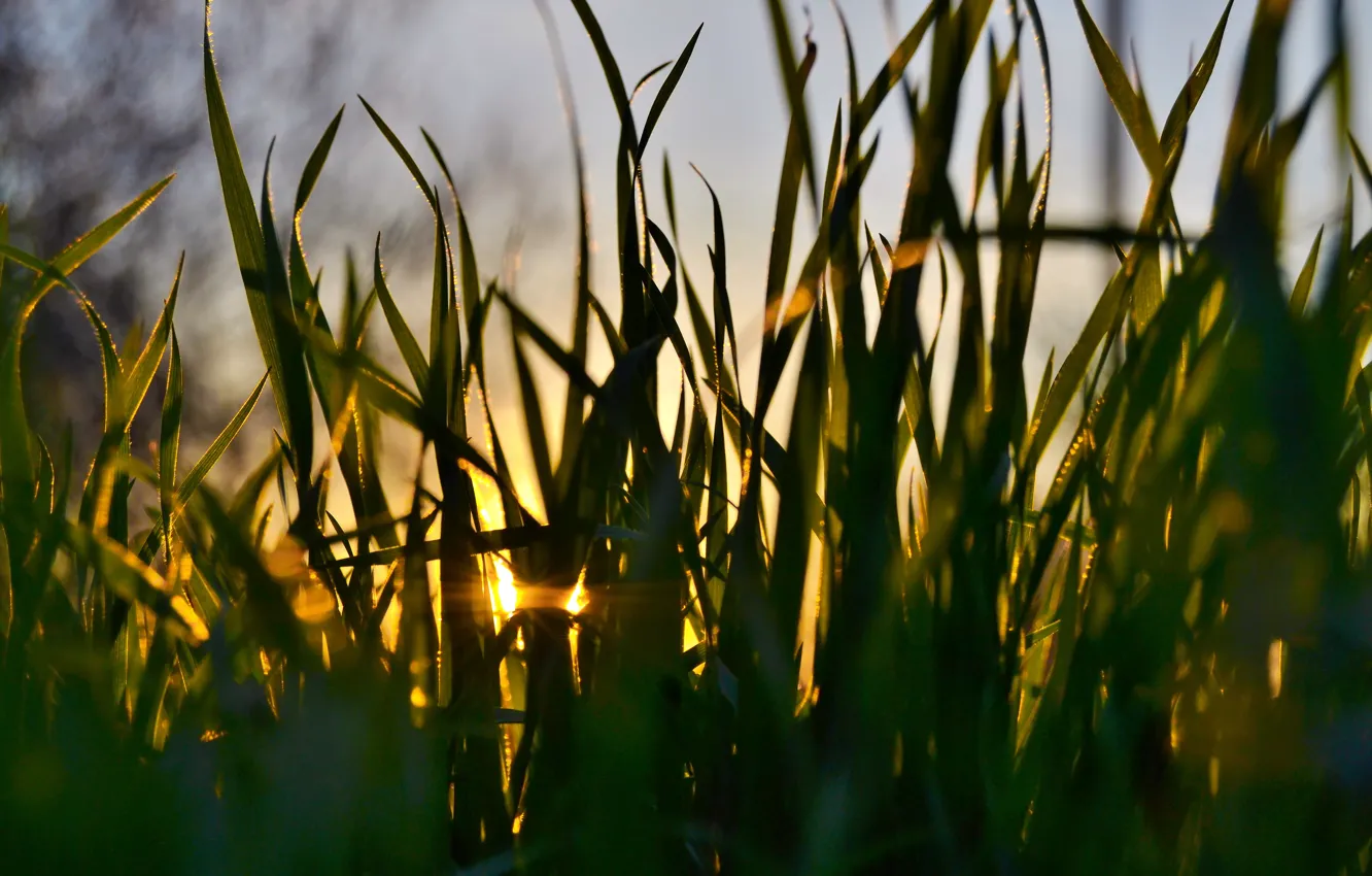 Фото обои трава, макро, закат
