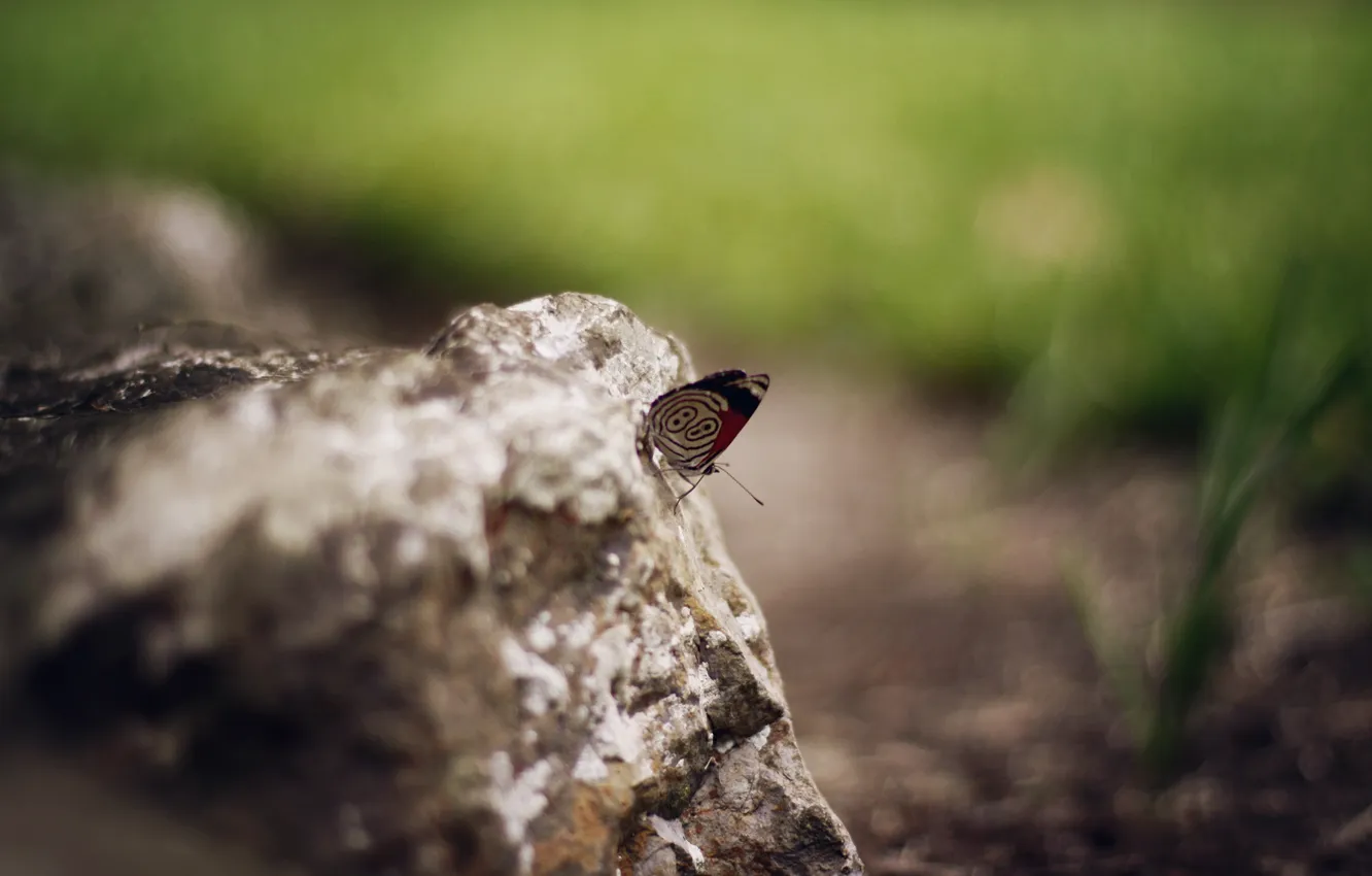 Фото обои бабочка, камень, крылья, насекомое