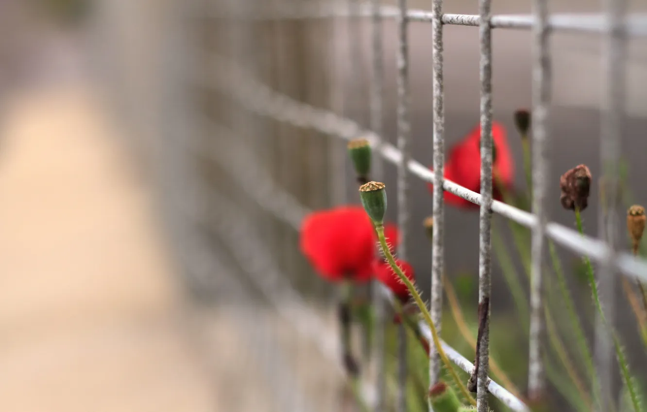 Фото обои цветы, природа, забор, маки