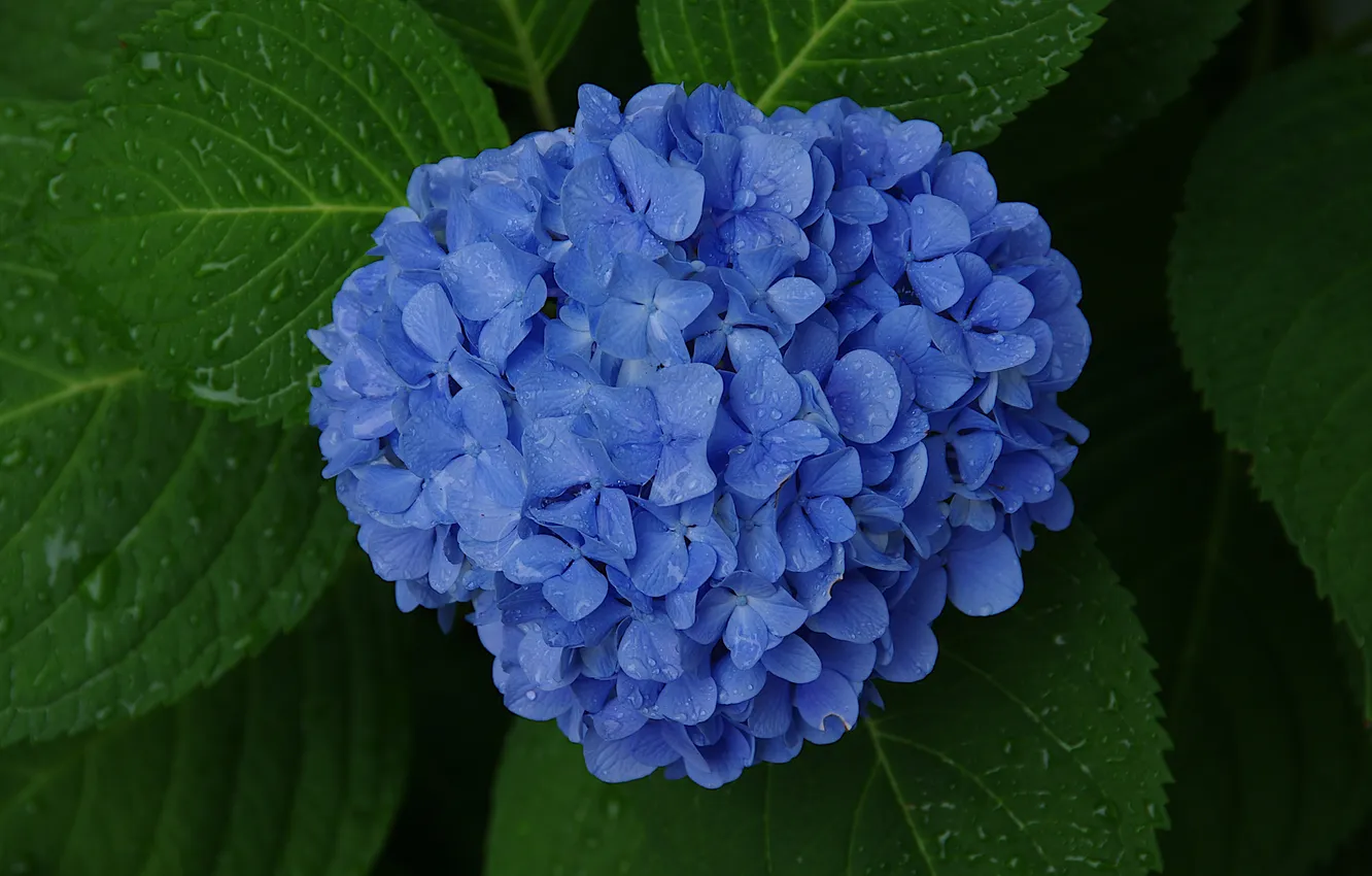 Фото обои листья, куст, синяя, цветки, гортензия