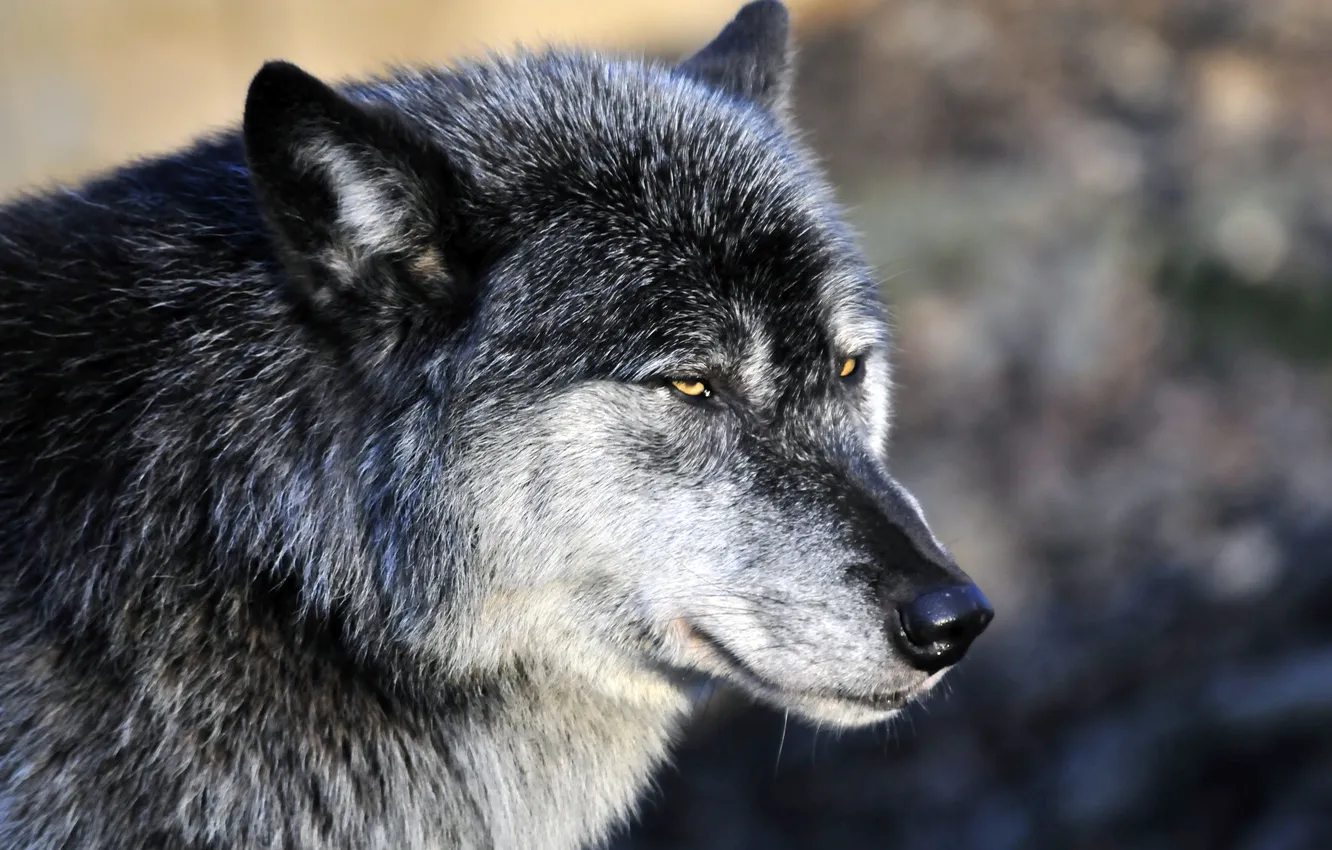 Фото обои взгляд, морда, серый, волк, хищник