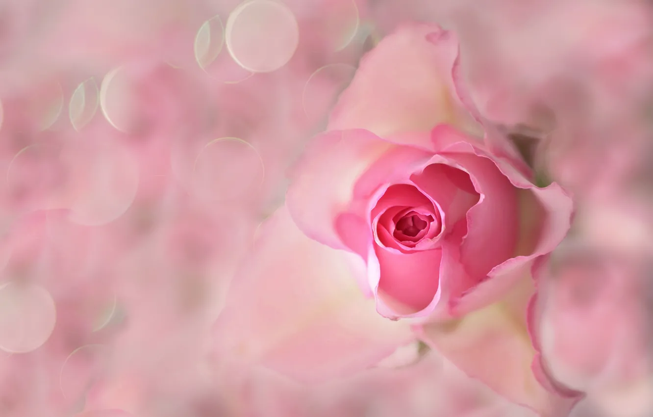 Фото обои цветок, роза, лепестки, бутон, блик
