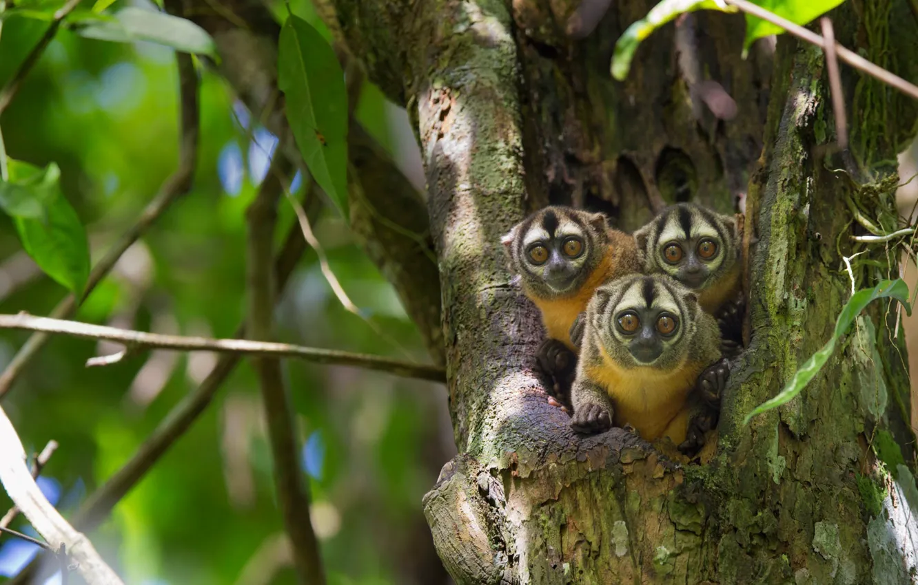 Фото обои дерево, обезьяна, Перу, примат, Pacaya Samiria National Park, коата черноголовая