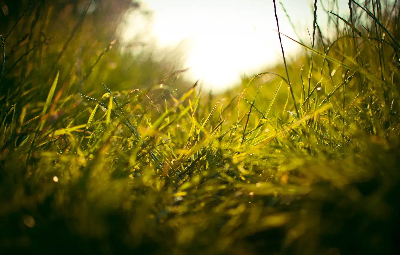Фото обои зелень, поле, трава, макро, свежесть, травка, тропинка, стебельки