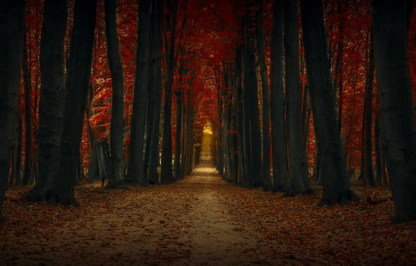 Фото обои осень, деревья, дорожка