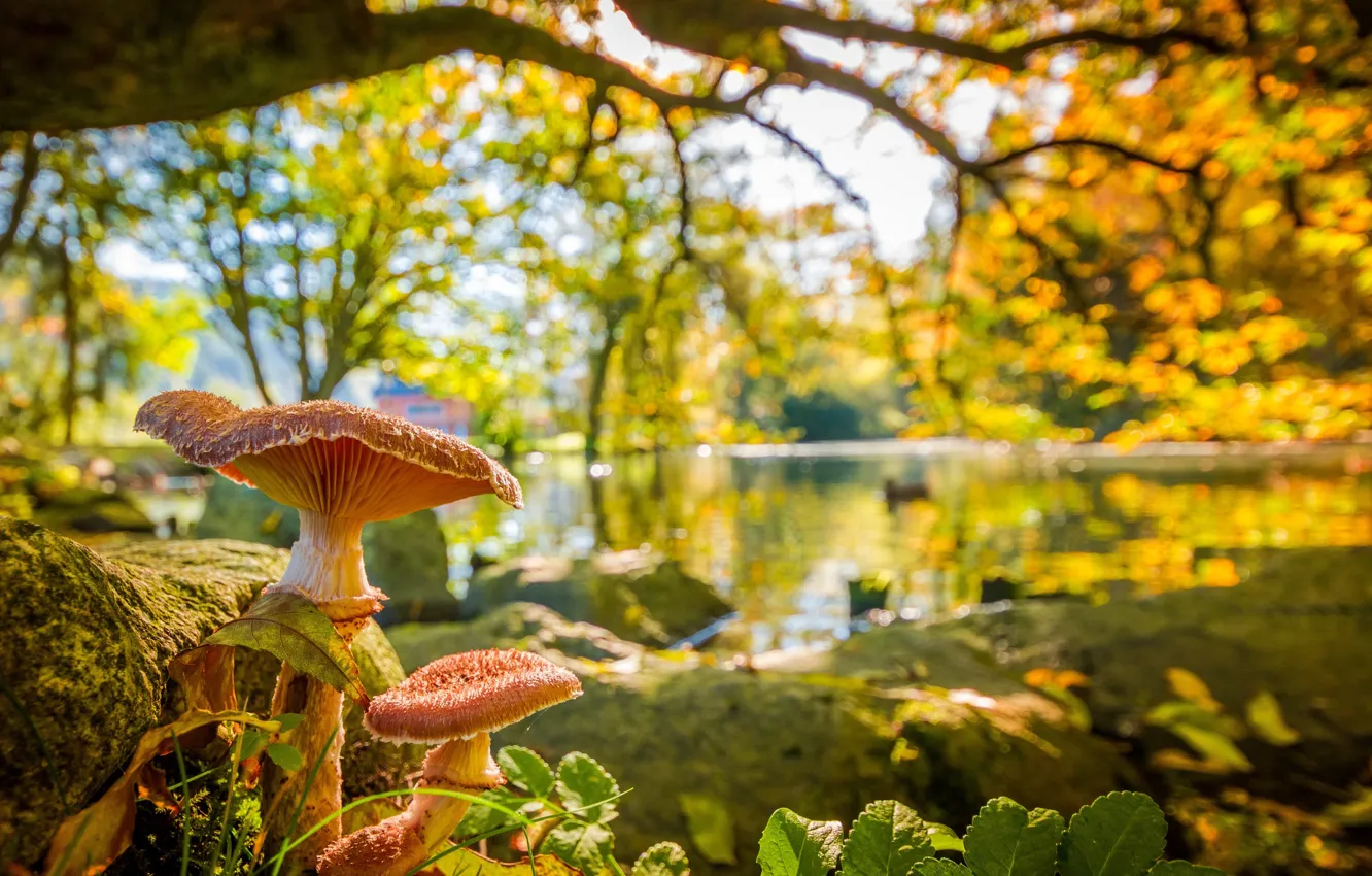 Фото обои осень, листья, ветки, природа, пруд, парк, дерево, грибы