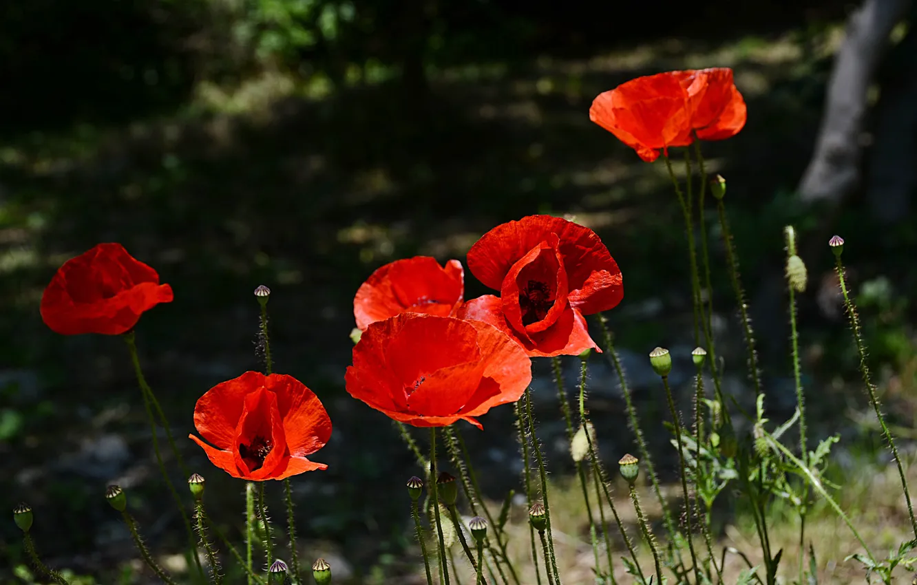 Фото обои Весна, Spring, Red Poppies, Красные маки