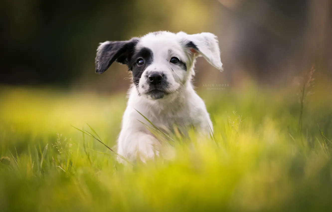 Фото обои трава, щенок, прогулка, уши, боке, пёсик, Кокер-спаниель