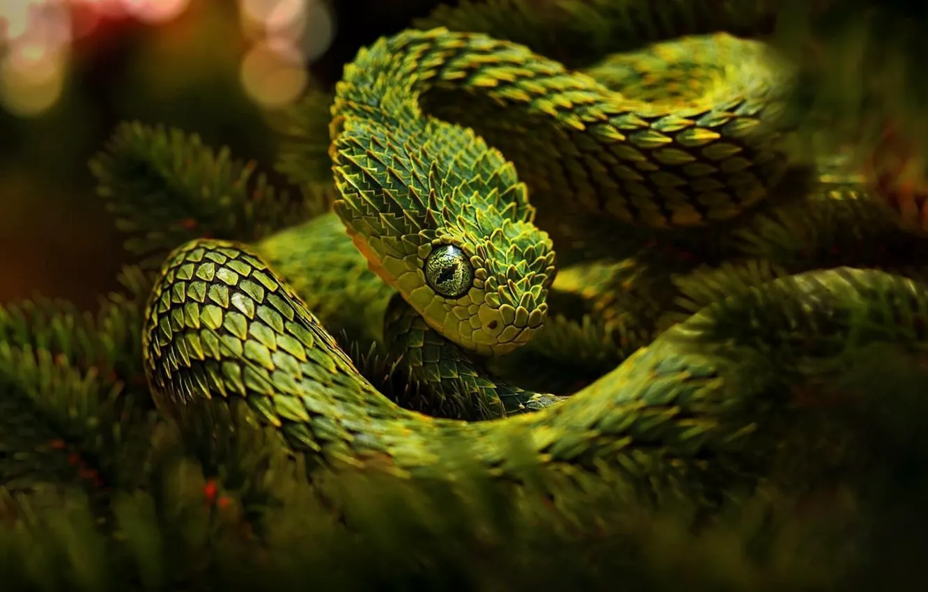 Фото обои шипы, зелёная, змея древесная