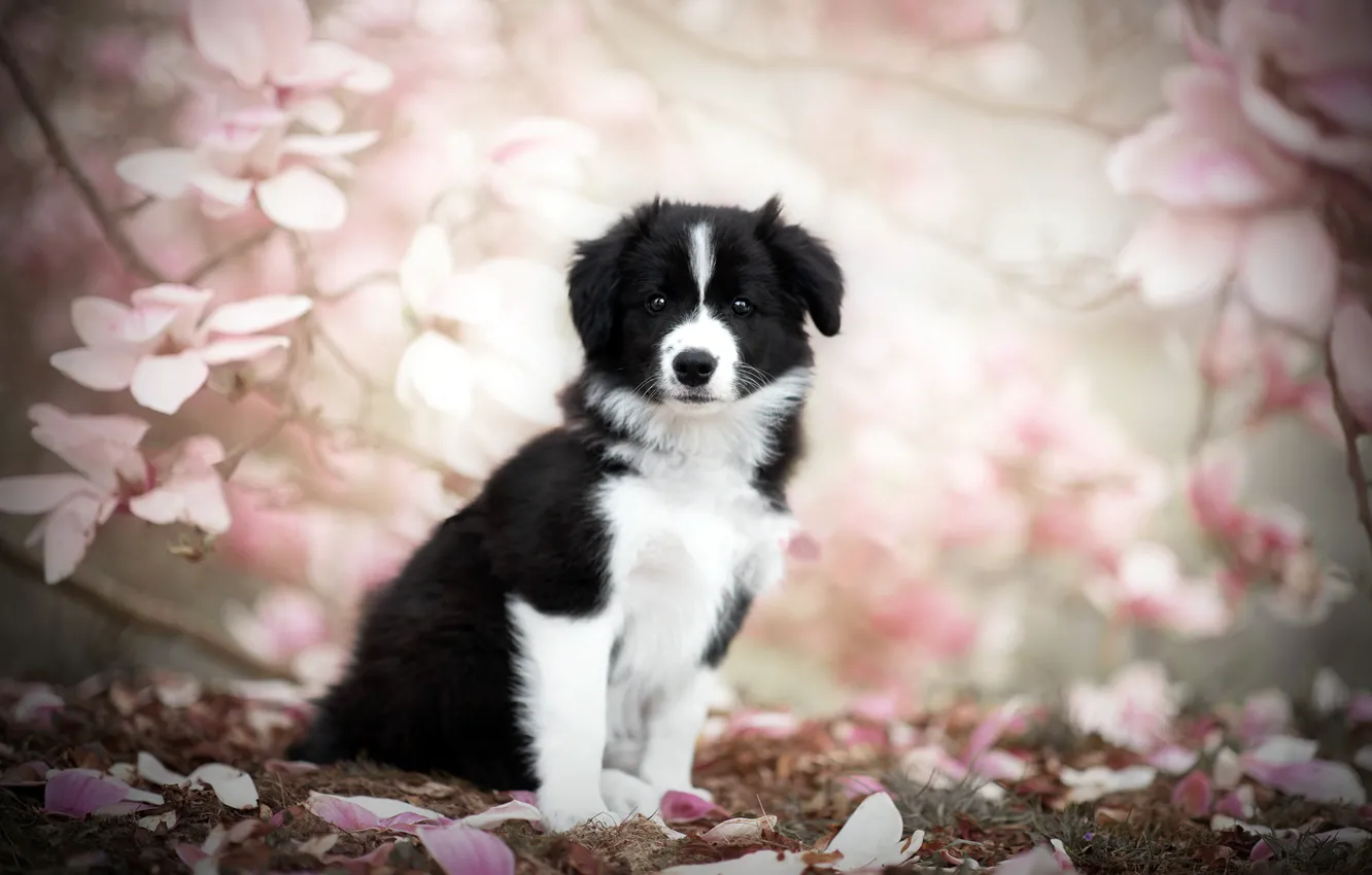 Фото обои природа, собака, весна, щенок