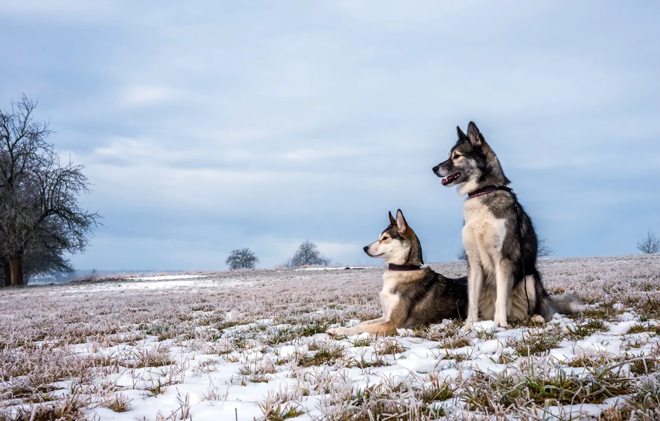 Фото обои поле, осень, собаки, снег